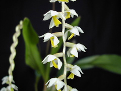 Dendrochilum cobbianum