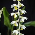 Dendrochilum cobbianum