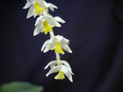 Dendrochilum cobbianum