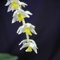 Dendrochilum cobbianum