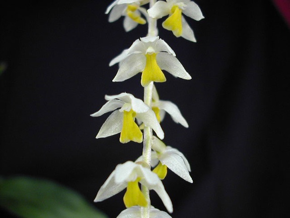 Dendrochilum cobbianum