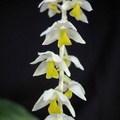 Dendrochilum cobbianum