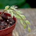 Dendrochilum undulatum