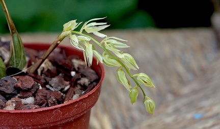 Dendrochilum undulatum