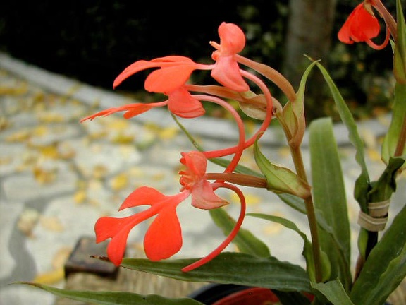 Habenaria rhodocheila