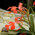 Habenaria rhodocheila