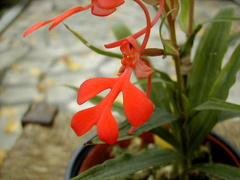 Habenaria rhodocheila