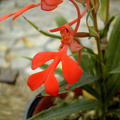 Habenaria rhodocheila