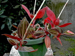 Ludisia discolor