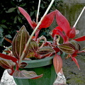 Ludisia_discolor1.jpg