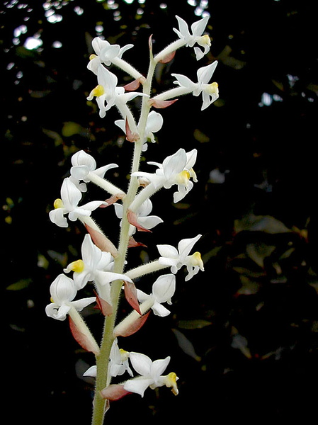 Ludisia discolor (Ker Gawl.) A.Rich. Ludisia_discolor2.jpg