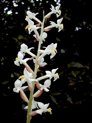 Ludisia discolor