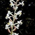 Ludisia discolor