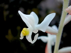 Ludisia discolor