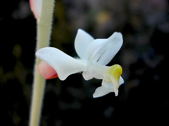 Ludisia discolor