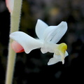 Ludisia discolor