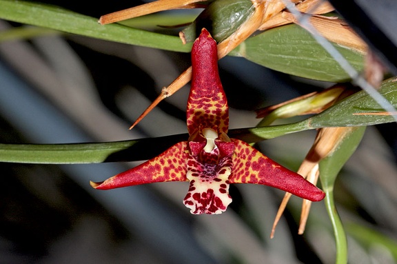 Maxillariella tenuifolia