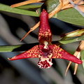 Maxillariella tenuifolia