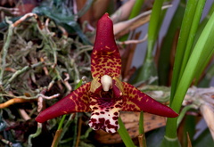 Maxillariella tenuifolia