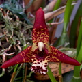 Maxillariella tenuifolia