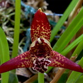 Maxillariella tenuifolia