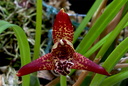 Maxillariella tenuifolia