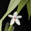 Octomeria grandiflora