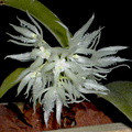 Warmingia eugenii