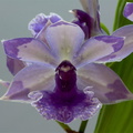 Zygopetalum_hybride3.jpg