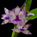 Zygopetalum_hybride4.jpg