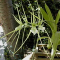 Brassia verrucosa