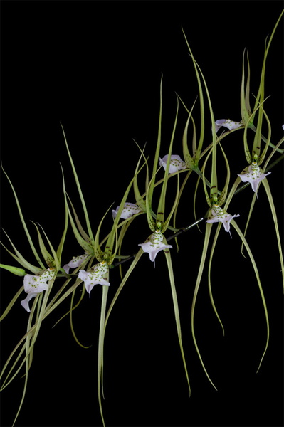 Brassia verrucosa Bateman ex Lindl. Brassia_verrucosa10.jpg