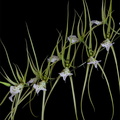 Brassia_verrucosa10.jpg