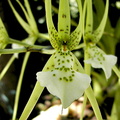 Brassia verrucosa