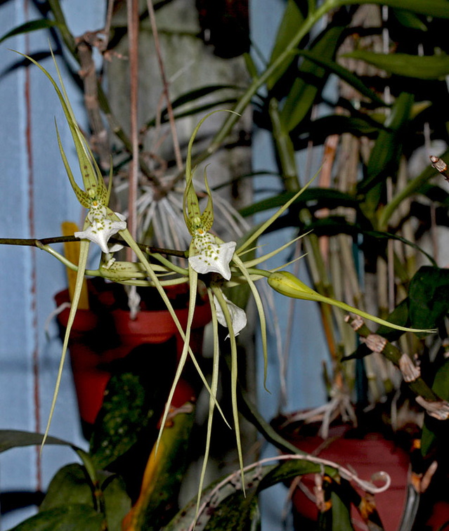 Brassia verrucosa