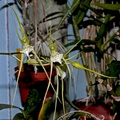 Brassia verrucosa