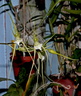 Brassia verrucosa