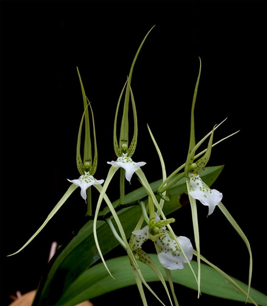 Brassia verrucosa Bateman ex Lindl. Brassia_verrucosa4.jpg