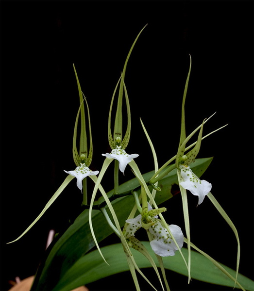 Brassia_verrucosa4.jpg