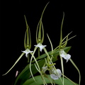 Brassia verrucosa