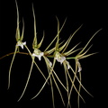 Brassia verrucosa