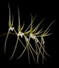 Brassia verrucosa