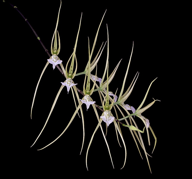 Brassia_verrucosa6.jpg