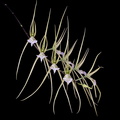 Brassia verrucosa