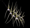 Brassia verrucosa