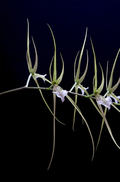 Brassia_verrucosa8.jpg