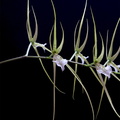 Brassia_verrucosa8.jpg