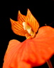 Comparettia speciosa