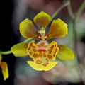 Oncidium divaricatum