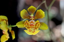 Oncidium divaricatum